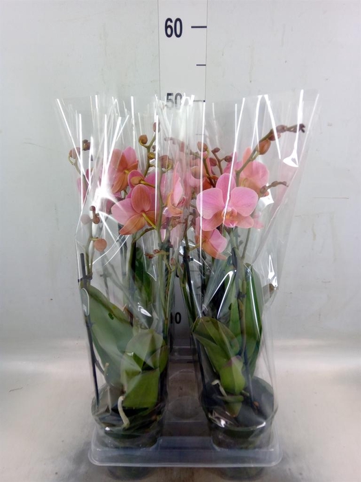 <h4>Phalaenopsis multi. 'Ant Treviso'</h4>