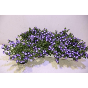 arr8 Camp Pos Adan Purpl