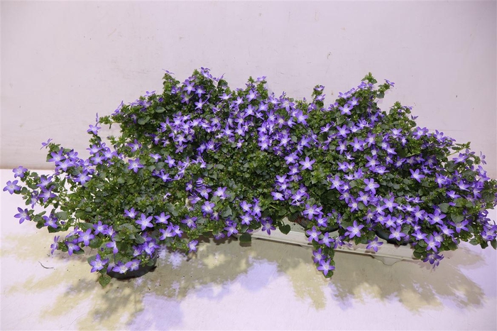 <h4>Camp Pos Adan Purpl</h4>