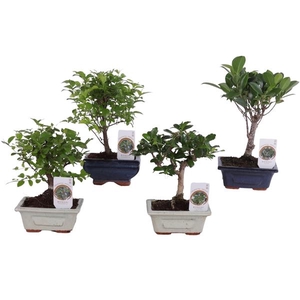 Bonsai Mix pot ø12cm in ø12cm Ceramic