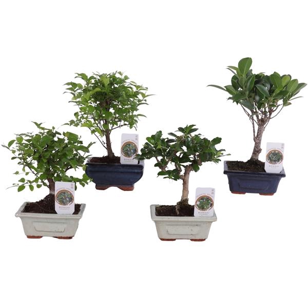 <h4>Bonsai Mix pot ø12cm in ø12cm Ceramic</h4>