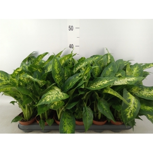 Dieffenbachia  'Compacta'
