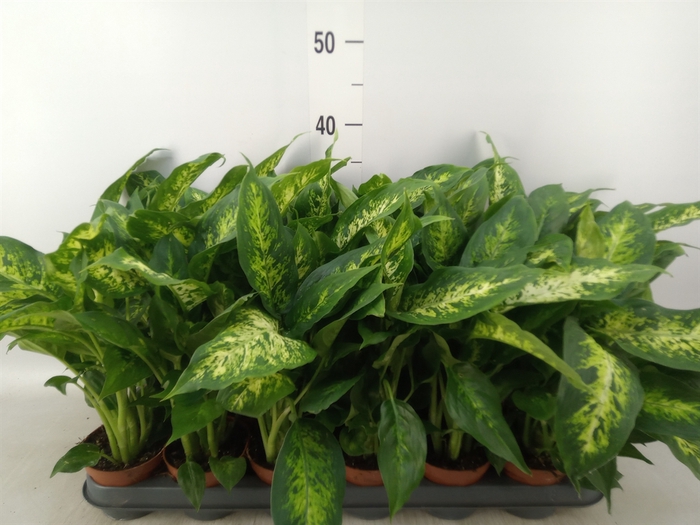 <h4>Dieffenbachia  'Compacta'</h4>