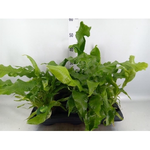 Microsorum musifolium 'Crocodyllus'