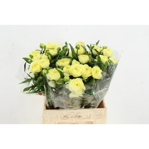 RAN MODERNA LIMONCELLO