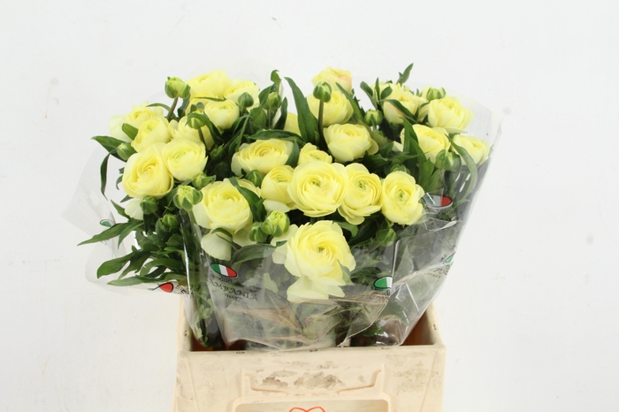 <h4>RAN MODERNA LIMONCELLO</h4>