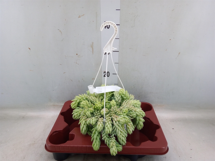 <h4>Sedum morganianum</h4>