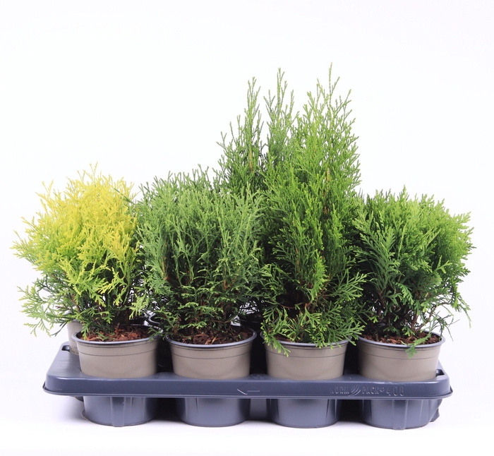 <h4>Thuja gemengde bak</h4>