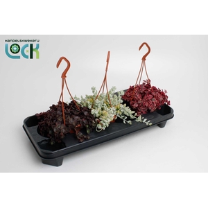 Crassula Marginalis mix