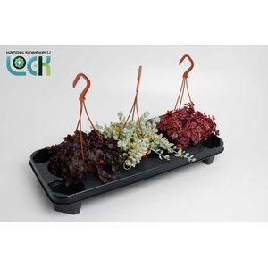 Crassula Sedum Marginalis mix