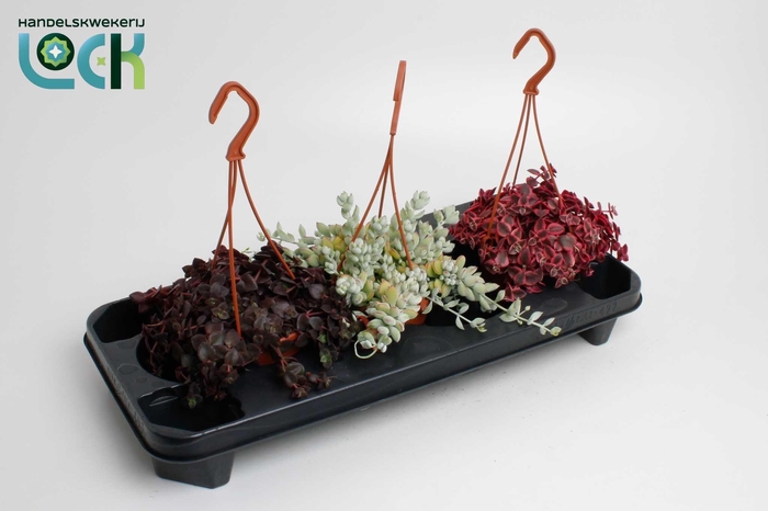 <h4>Crassula Marginalis mix</h4>