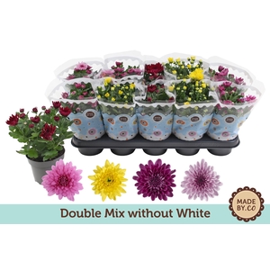 Chrysant Double mix without white