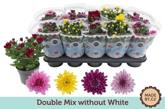 <h4>Chrysant Double mix without white</h4>