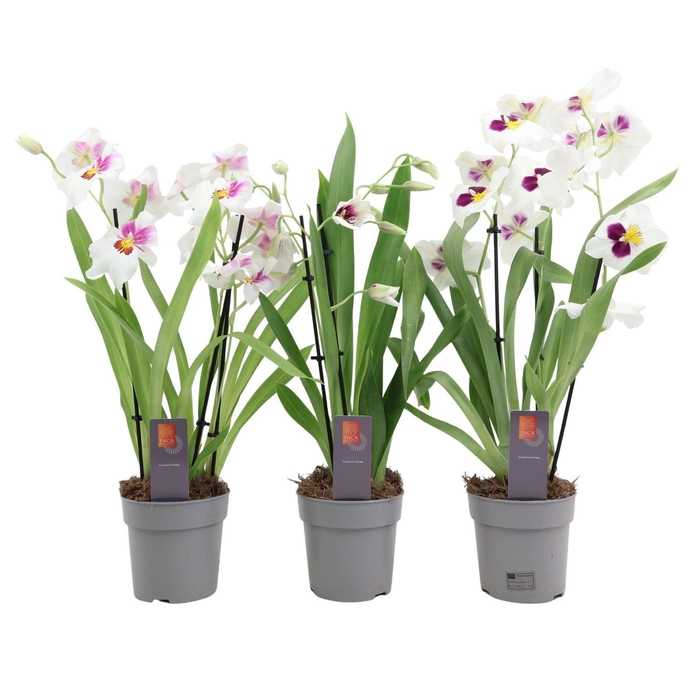 <h4>Orchideeen Miltoniopsis Herralexand</h4>