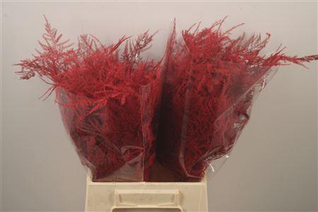 <h4>Asp Klb Red</h4>