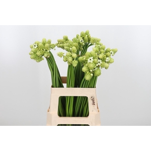 Ornithogalum Saundersiae