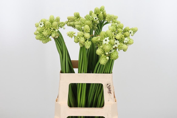 <h4>Ornithogalum Saundersiae</h4>
