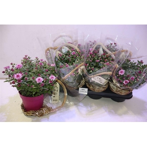 Chrys Gr Bm Sosi Pink
