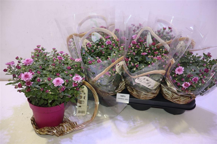 <h4>Chrys Gr Bm Sosi Pink</h4>