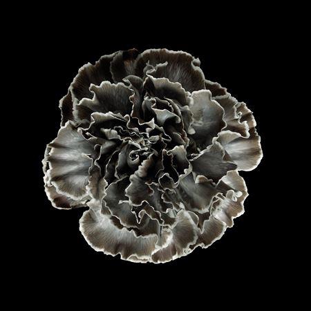 <h4>Dianthus St Grey</h4>