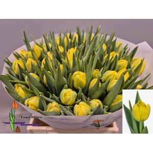 TU DU DOUBLE TROUBLE