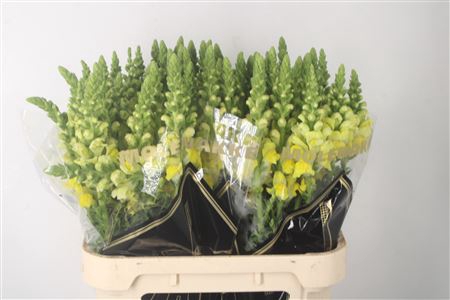 <h4>Antirrhinum Nl. Yellow Legend</h4>