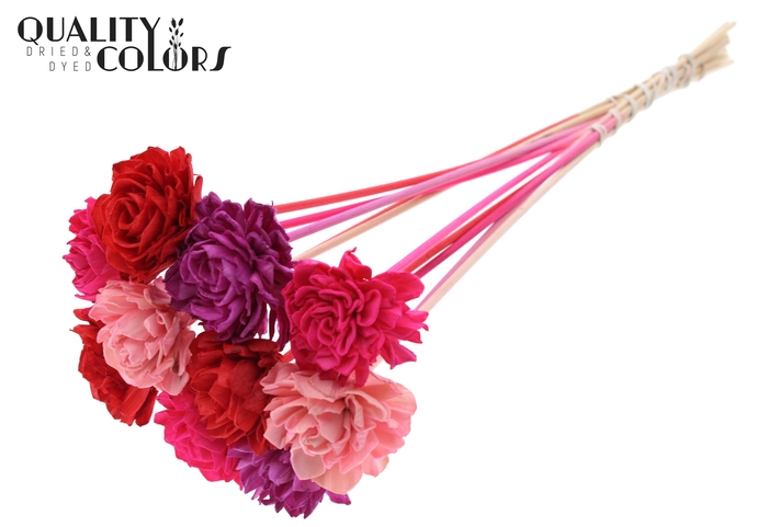 Shola Dahlia 6cm on stem Love Mix