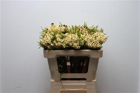 <h4>Kaaps Berzelia White</h4>