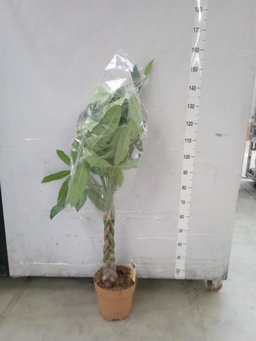 <h4>Pachira aquatica</h4>