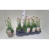 Armeria Maritima