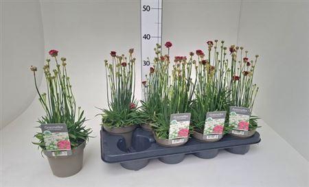Armeria Maritima