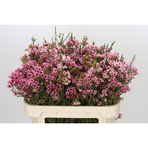 Chamelaucium Sarah's Delight