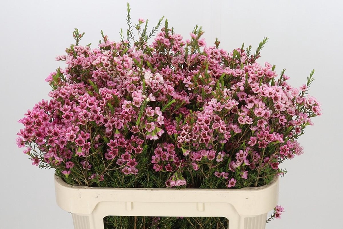 <h4>Chamelaucium Sarah's Delight</h4>