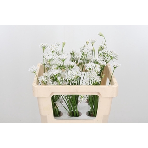 Allium Kleinbloemig