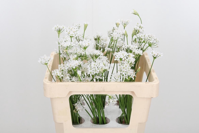 <h4>Allium Kleinbloemig</h4>