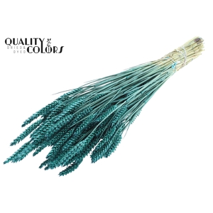 Triticum per bunch Turquoise