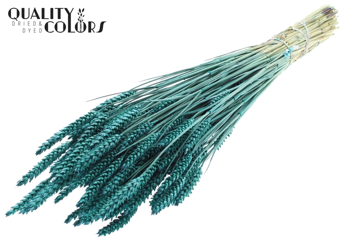 <h4>Triticum per bunch Turquoise</h4>