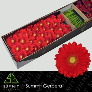 Germini Lipstick Doos