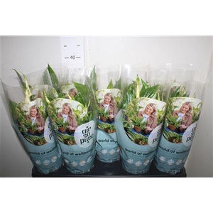 Spathiphyllum 'bellini' 8+