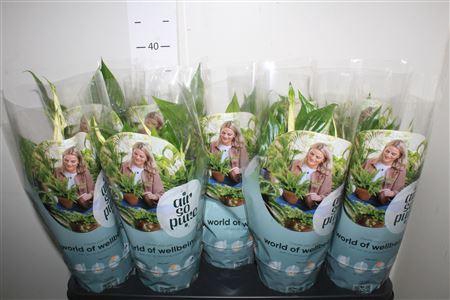 <h4>Spathiphyllum 'bellini' 8+</h4>