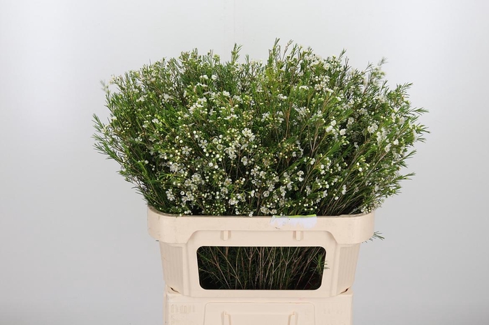 <h4>Chame Un Luna</h4>