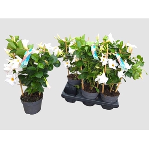 MANDE SUN WHITE