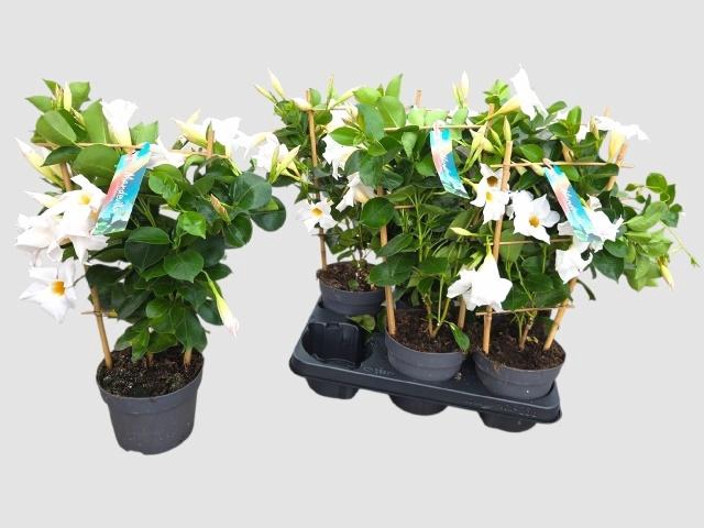 <h4>MANDE SUN WHITE</h4>