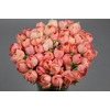 Ranunculus Clooney Gran Pastel