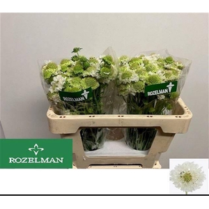 SCAB AT F SCOOP WHIT