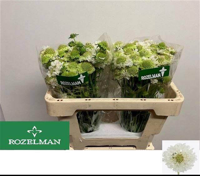 <h4>SCAB AT F SCOOP WHIT</h4>