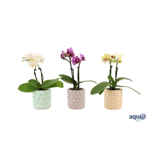Phalaenopsis 3D Keramiek Tiny Dolls Mix 2T10+ Aqu@