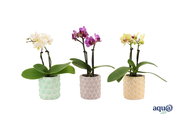 <h4>Phalaenopsis 3D Keramiek Tiny Dolls Mix 2T10+ Aqu@</h4>