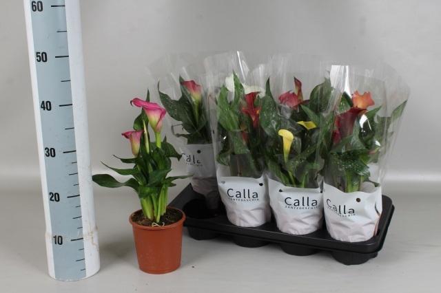 <h4>ZANT GEM 5 KL</h4>