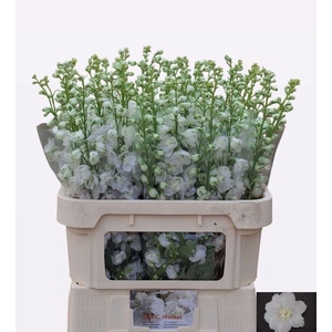 DELPH DU AURORA WHIT